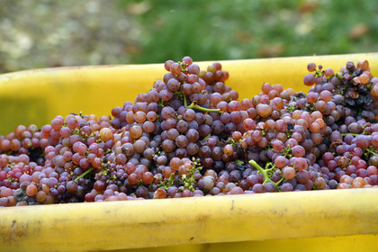 France, Dambach la Ville