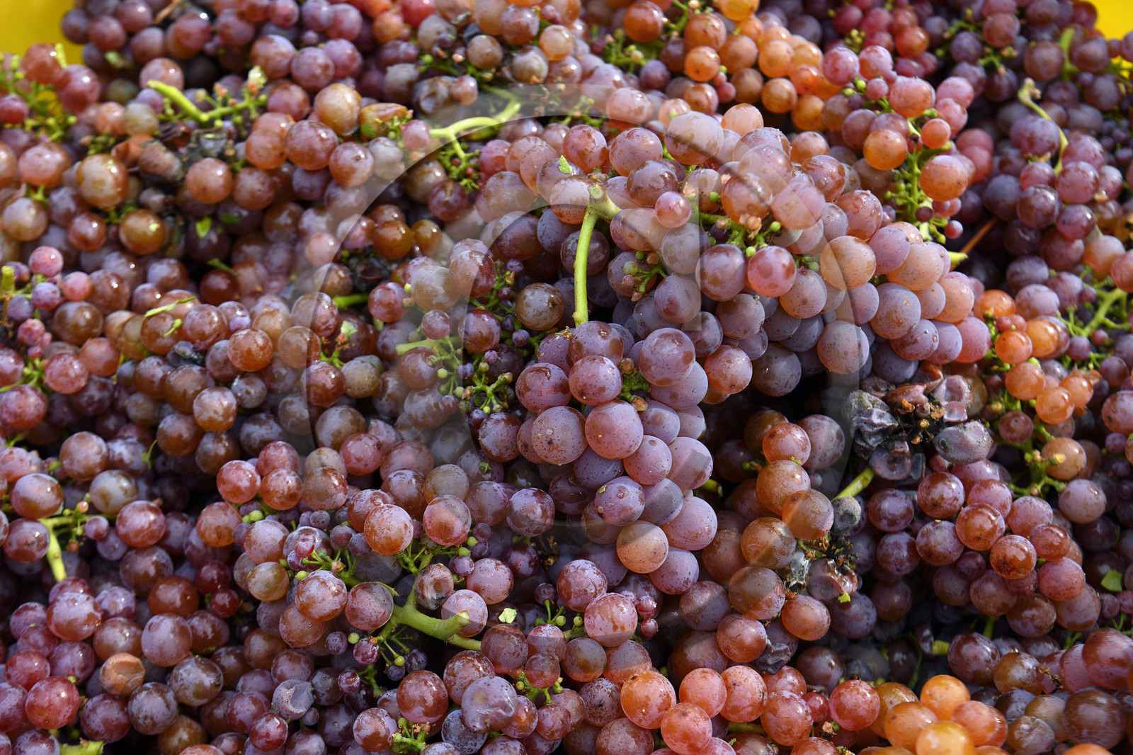 France, Dambach la Ville