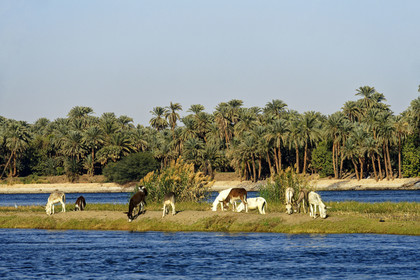 Egypte, Nil