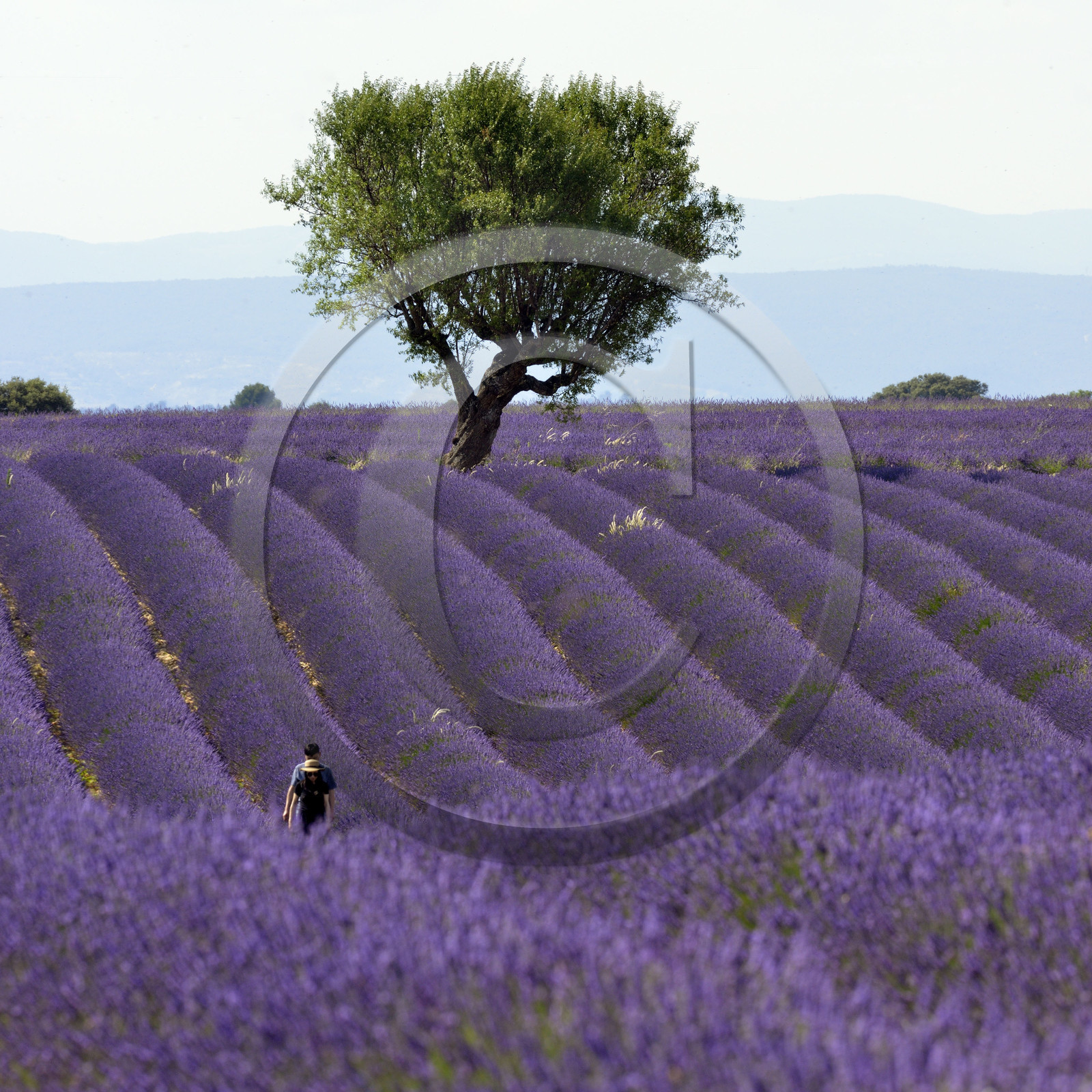 France, Valensole