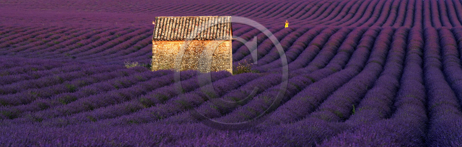 France, Valensole