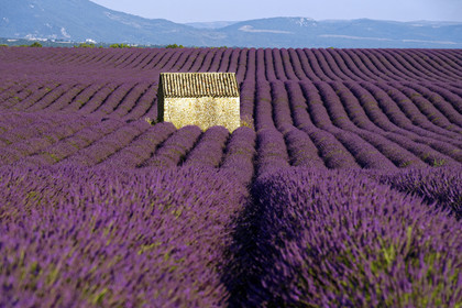 France, Valensole