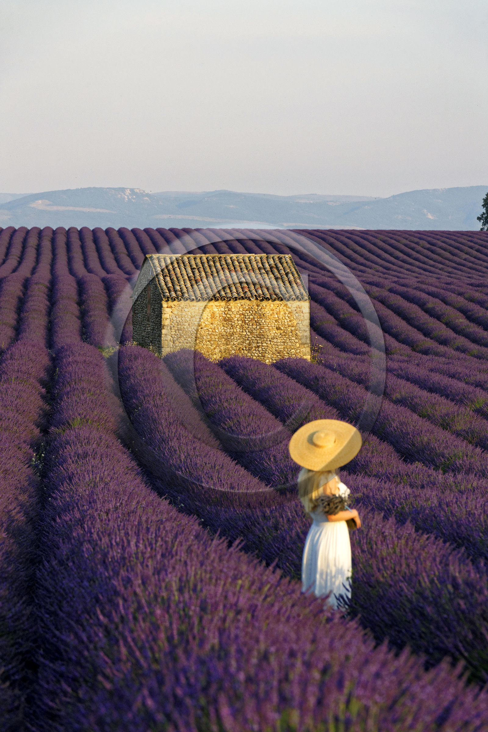 France, Valensole