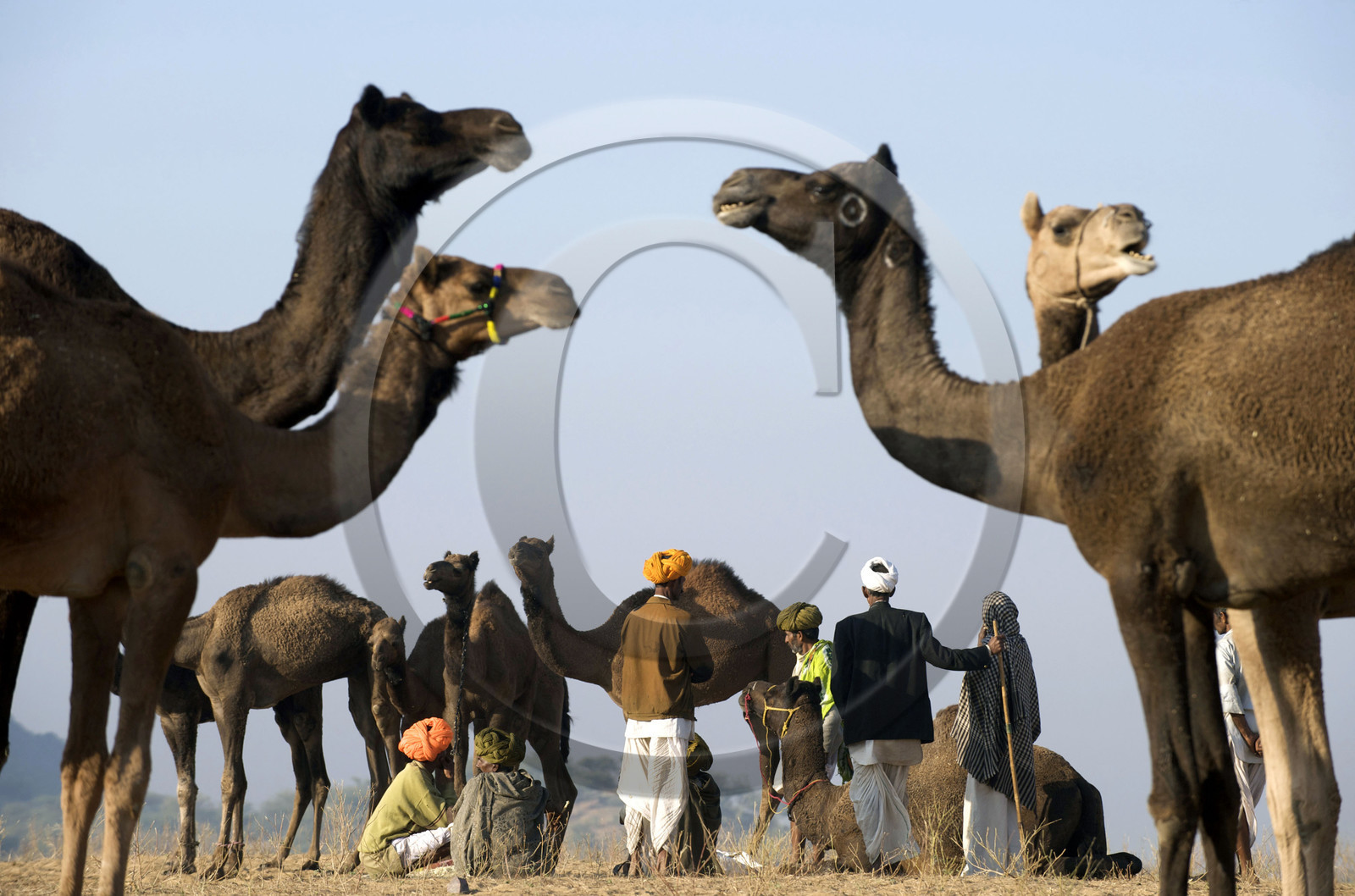 Inde, Pushkar