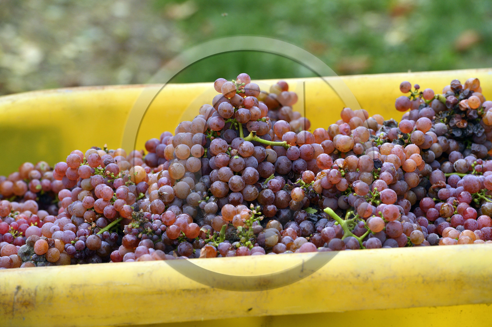 France, Dambach la Ville