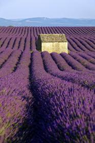 France, Valensole