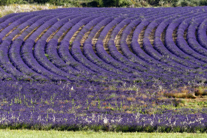 France, Valensole