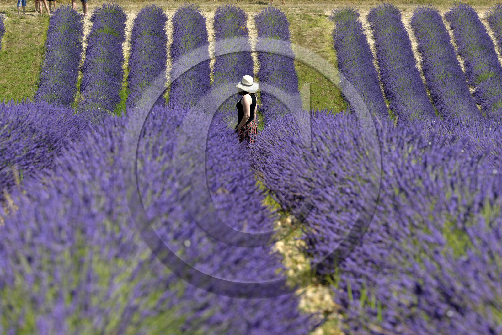 France, Valensole