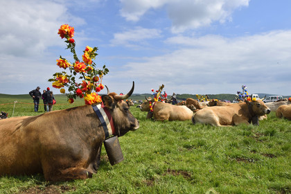 France, Aubrac