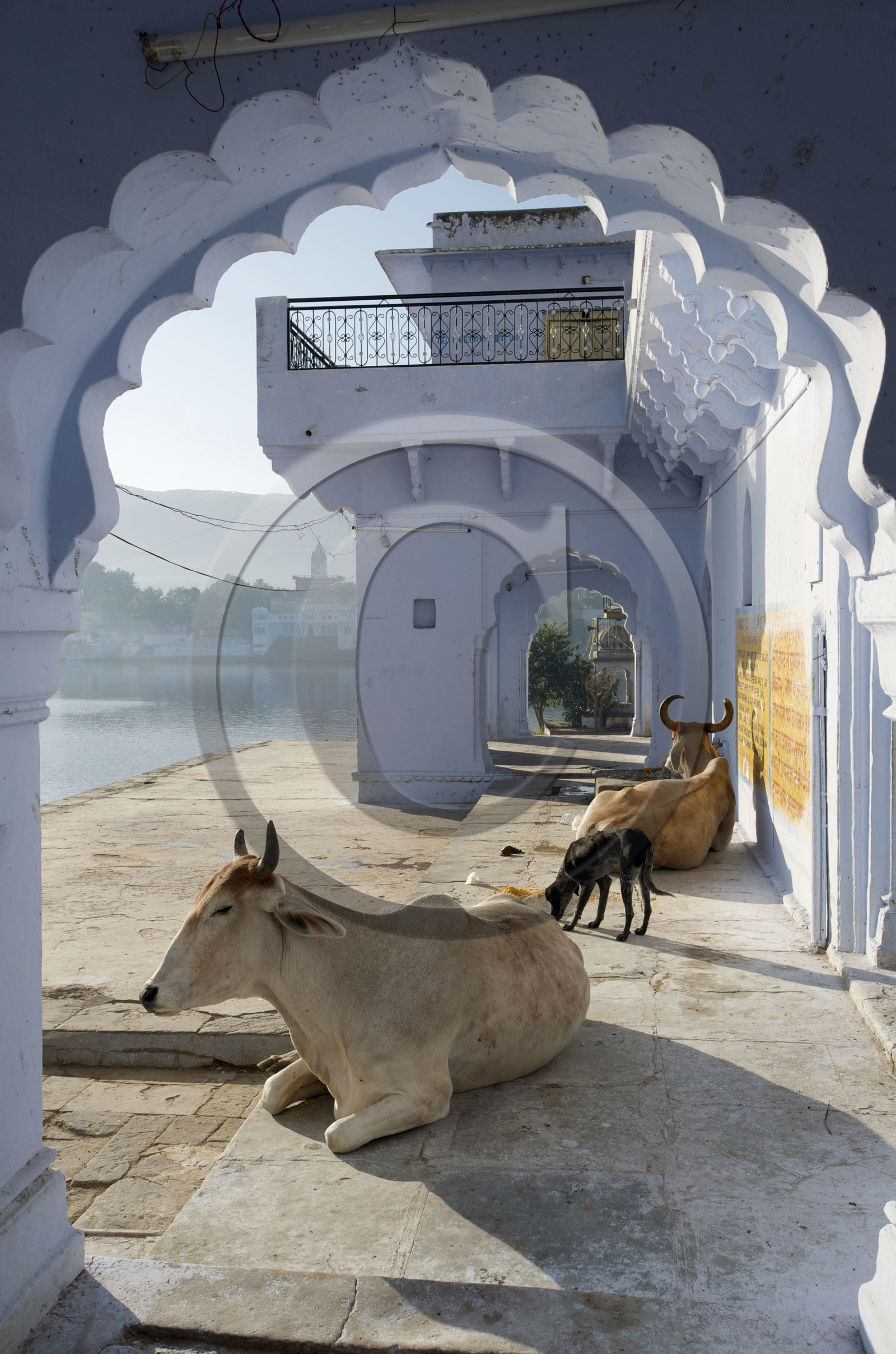 Inde, Pushkar