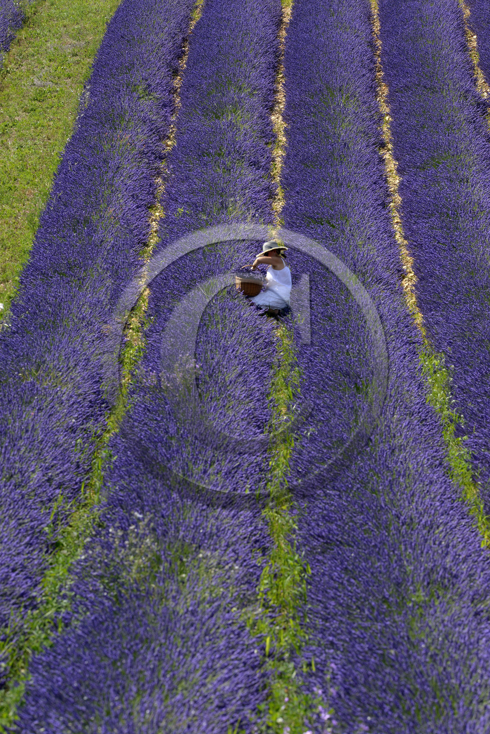 France, Valensole