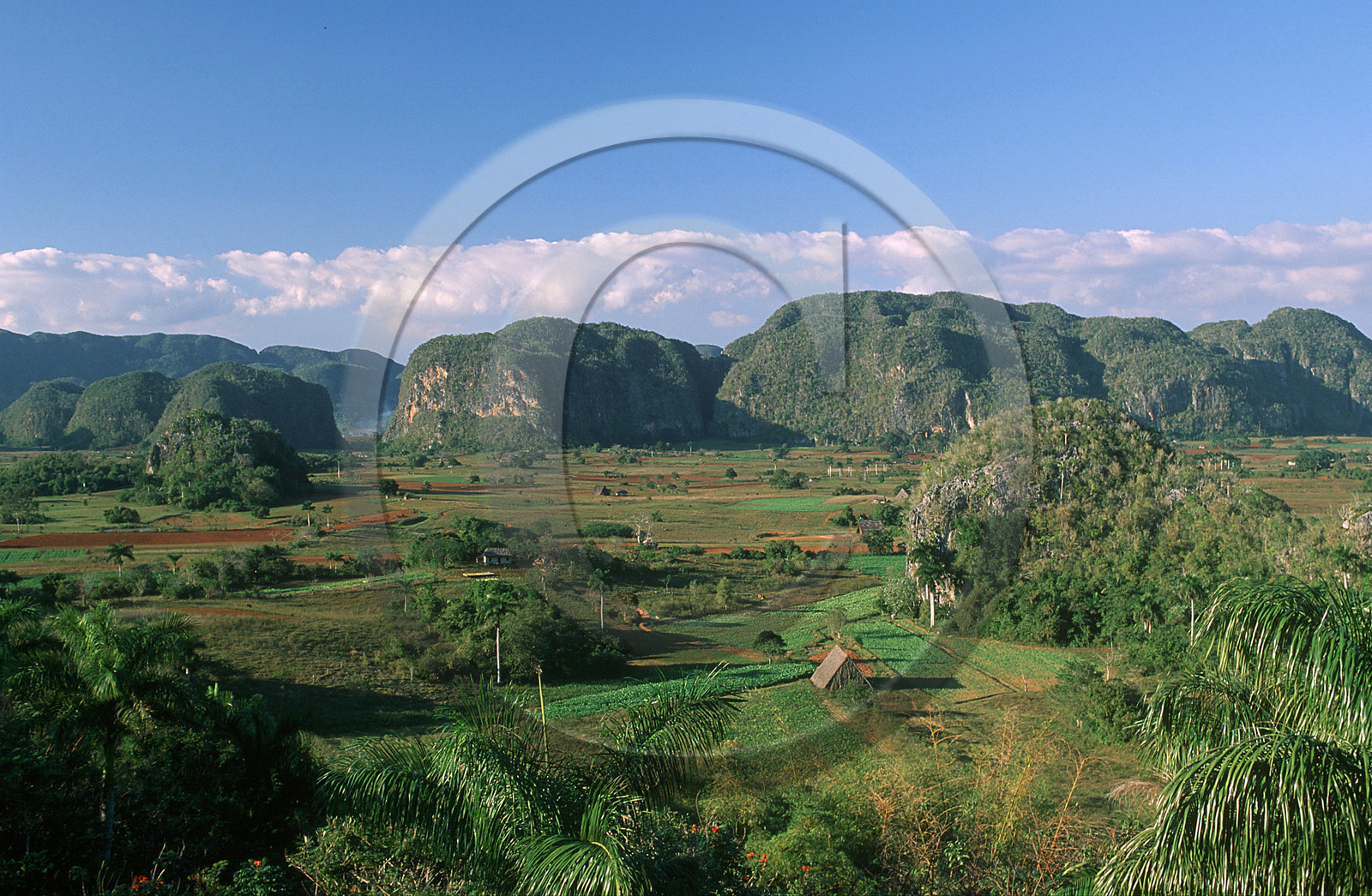 VALLÉE DE VINALES.CUBA