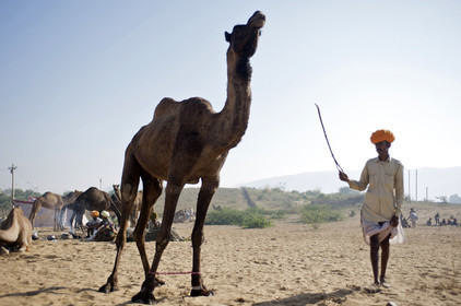 Inde, Pushkar