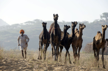 Inde, Pushkar