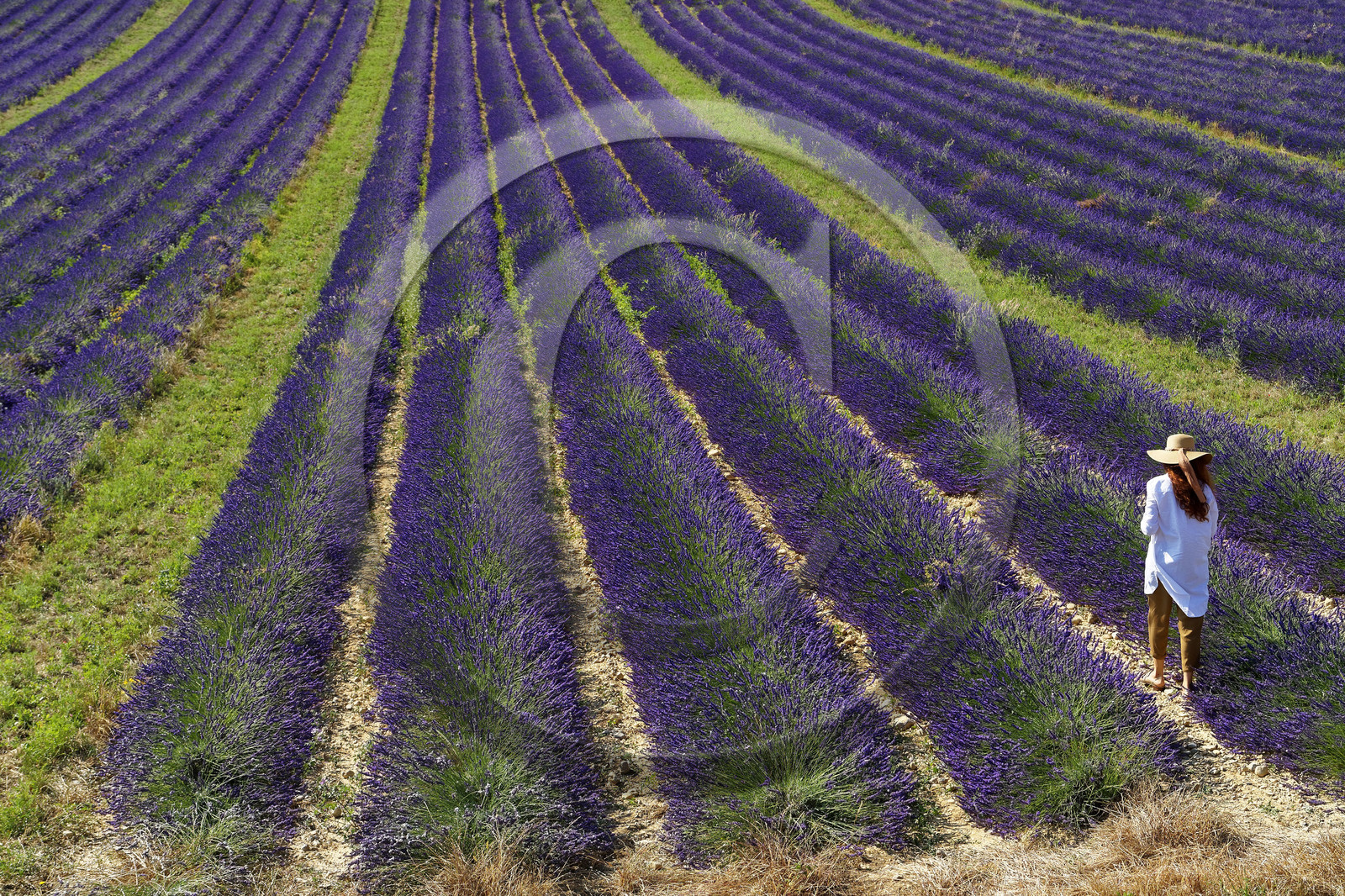 France, Valensole