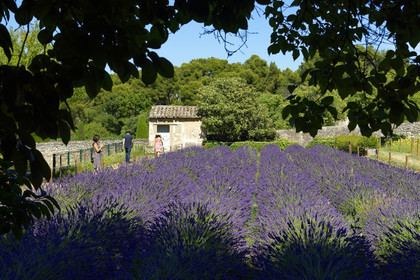 France, Saint Remy de Provence