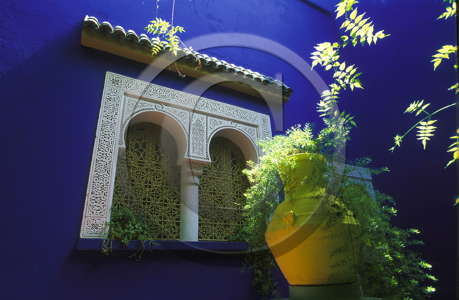 MAROC   MARRAKECH.JARDINS MAJORELLE