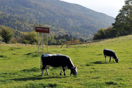 France, Grand Ballon