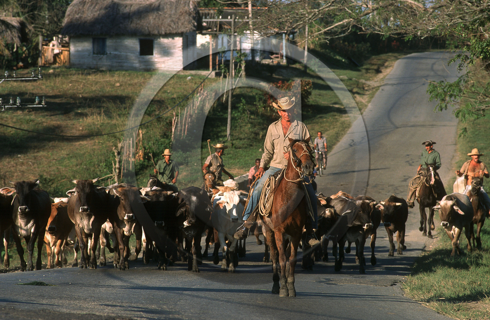 RÉGION DE VINALES.CUBA