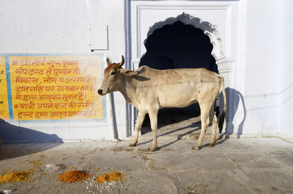 Inde, Pushkar