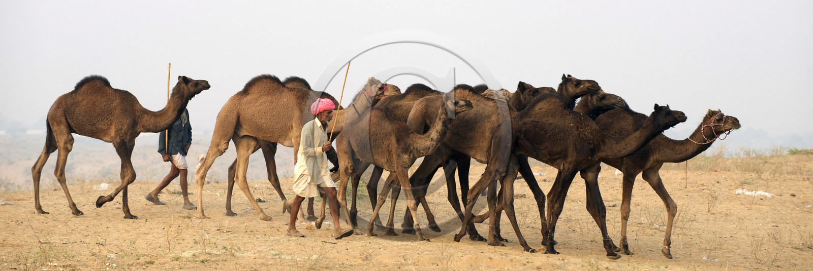 Inde, Pushkar