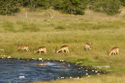 Namibie, Etosha