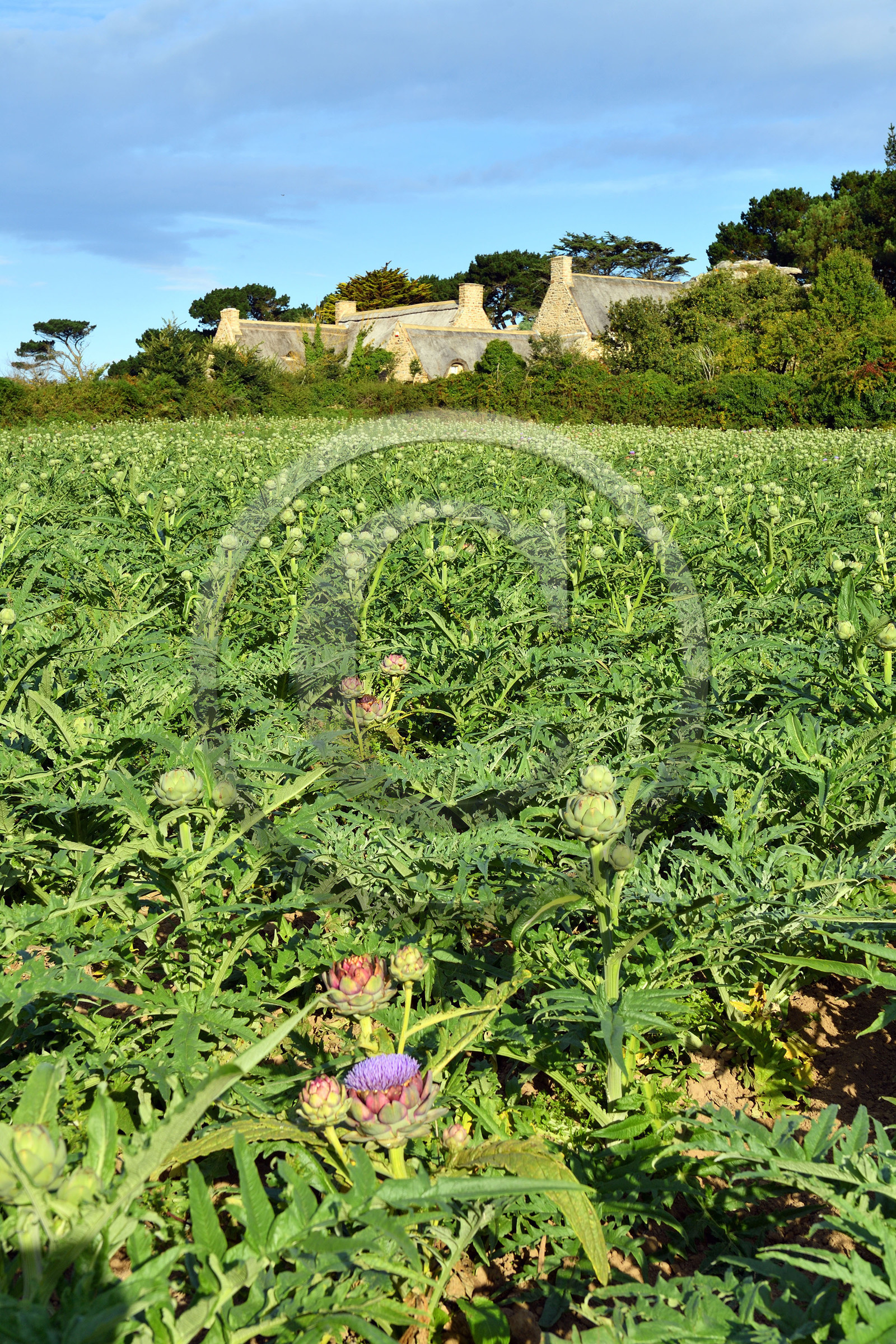 France, Plougrescant