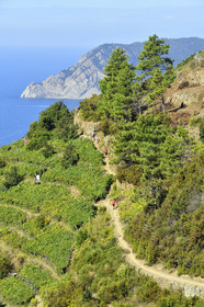 Italie, Cinque Terre