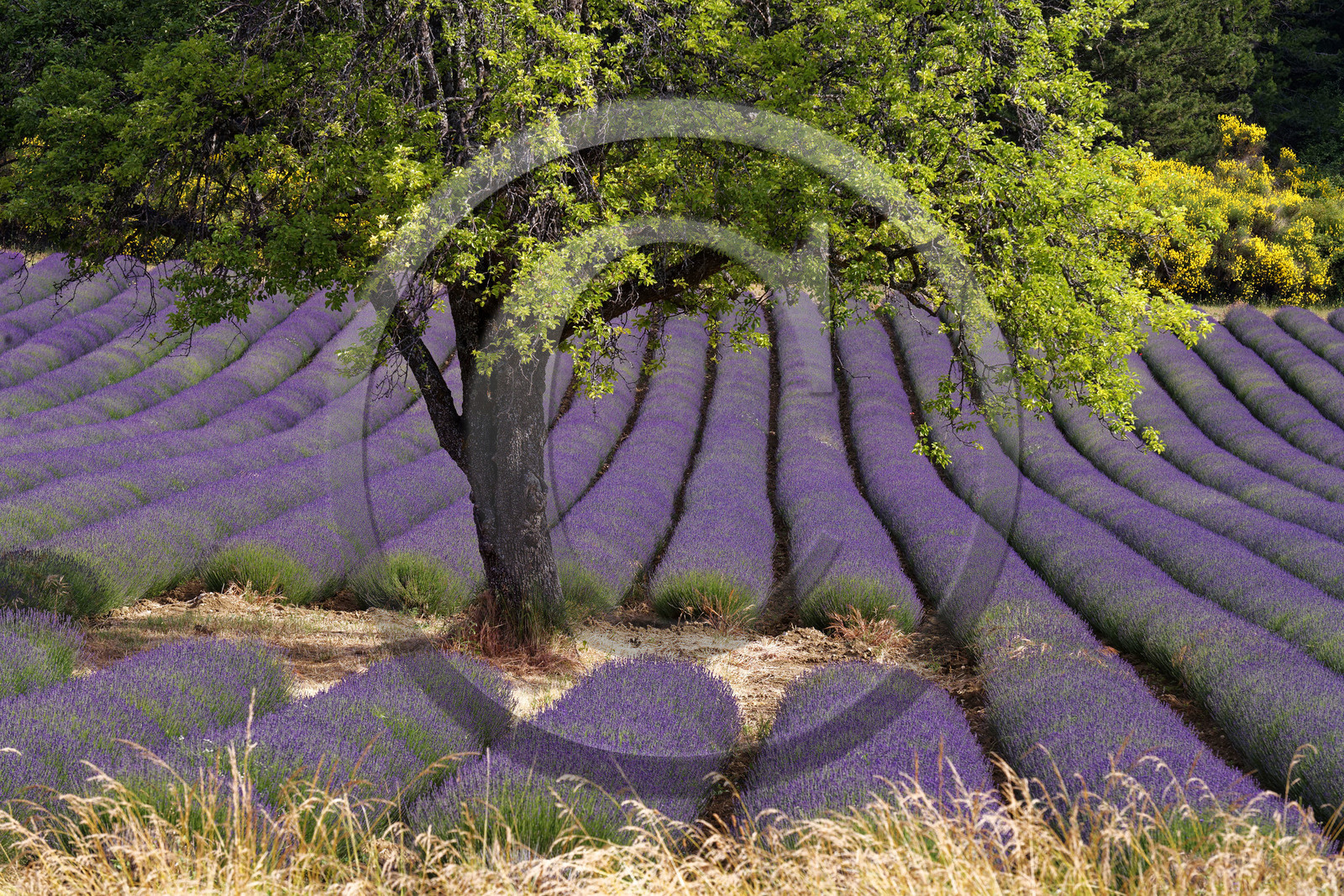France, Mont Ventoux