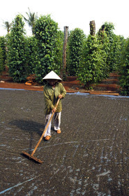 HAUTS PLATEAUX DU CENTRE, VIETNAM