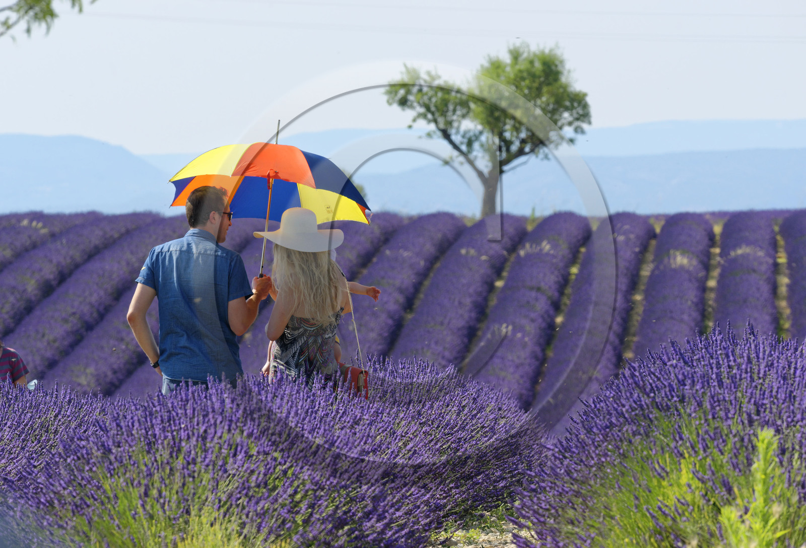 France, Valensole