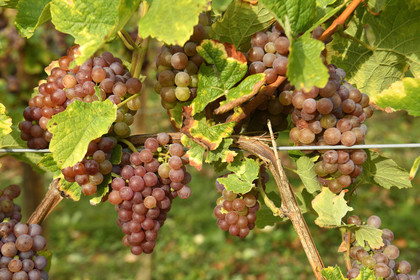 France, Dambach la Ville