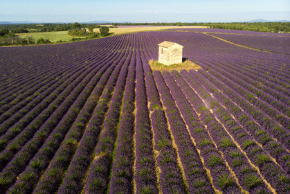 France, Valensole