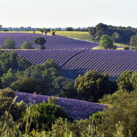 France, Valensole