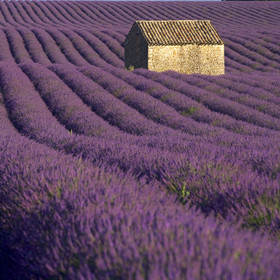 France, Valensole
