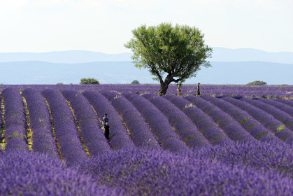 France, Valensole