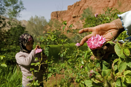 Roses, Maroc