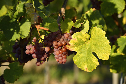 France, Dambach la Ville