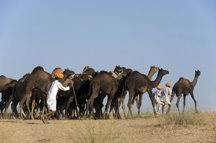 Inde, Pushkar