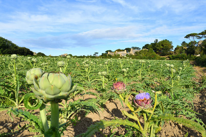 France, Plougrescant
