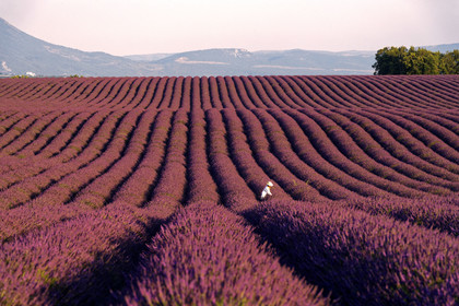 France, Valensole