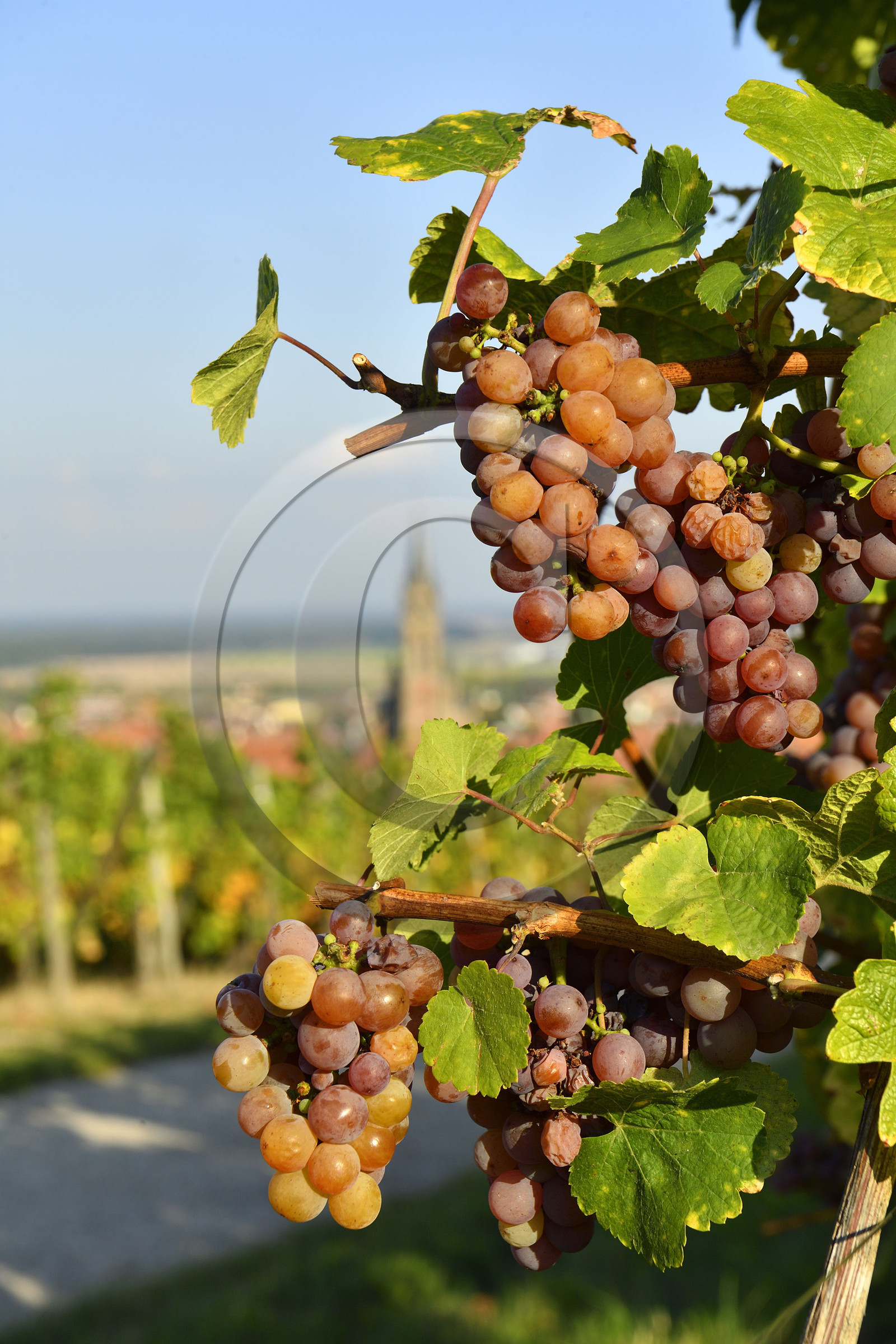 France, Dambach la Ville