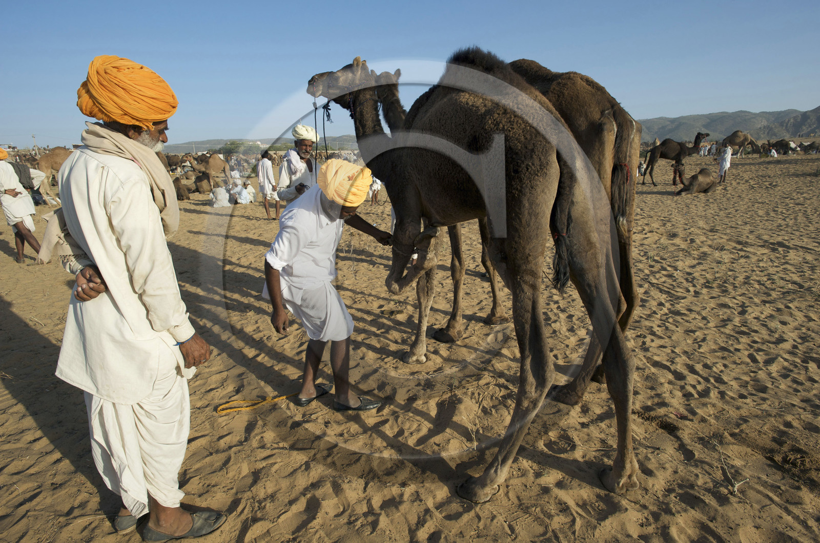 Inde, Pushkar