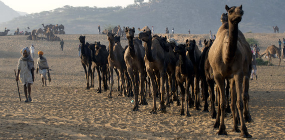 Inde, Pushkar