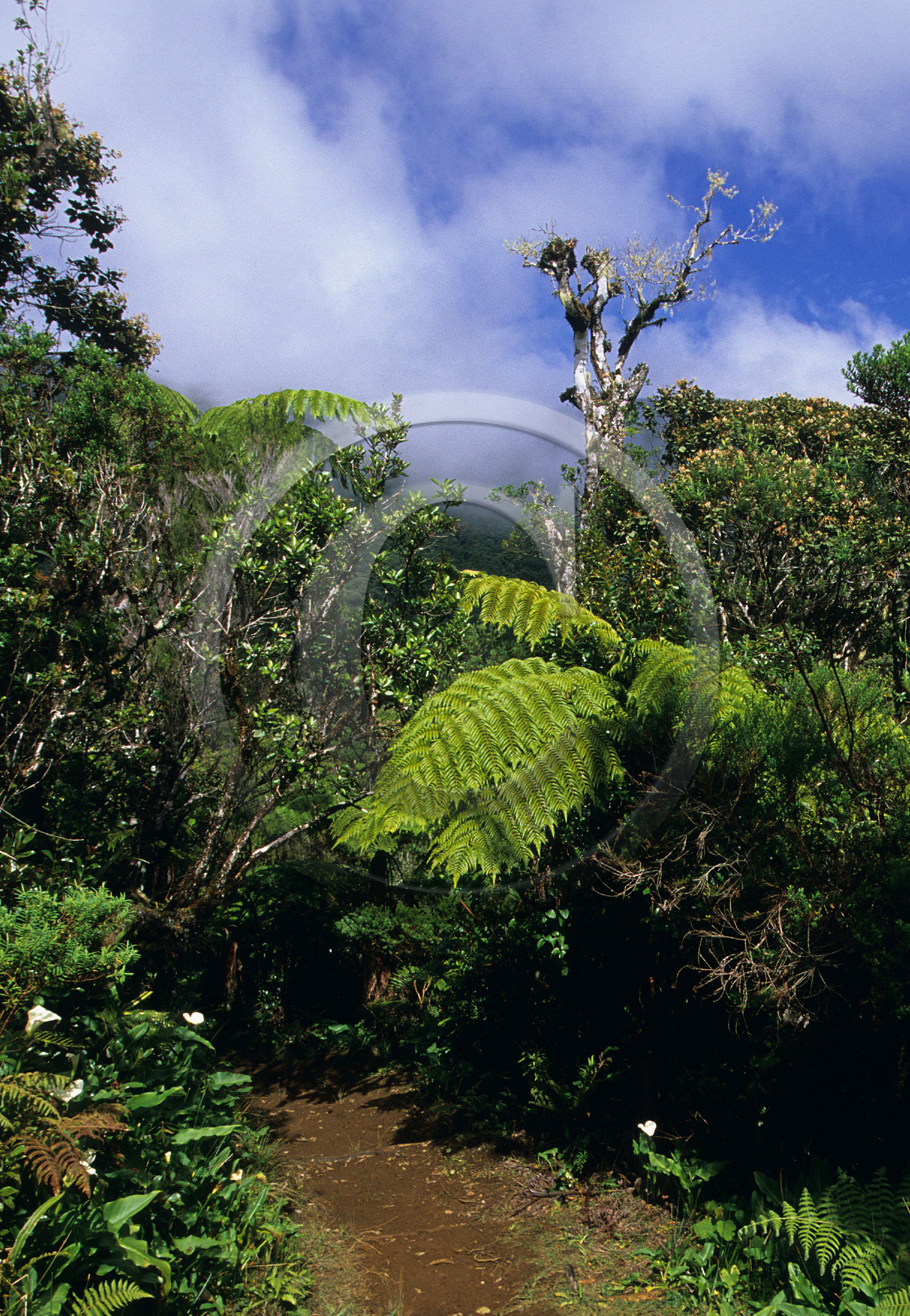 Ile de la Réunion.France