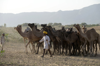 Inde, Pushkar
