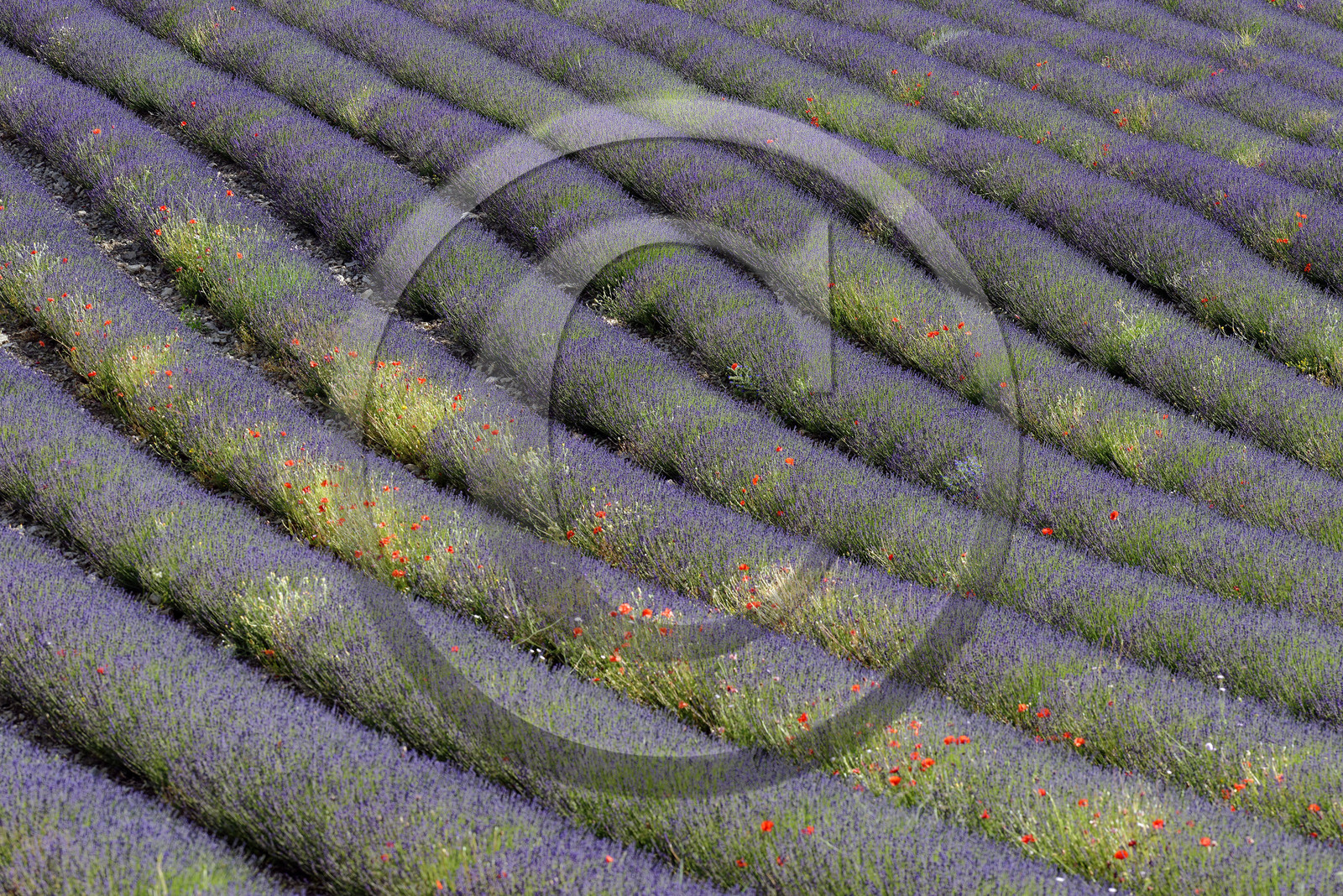 France, Mont Ventoux