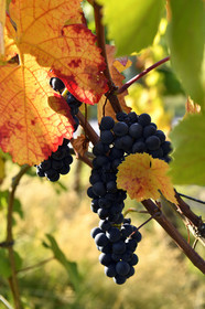 France, Dambach la Ville