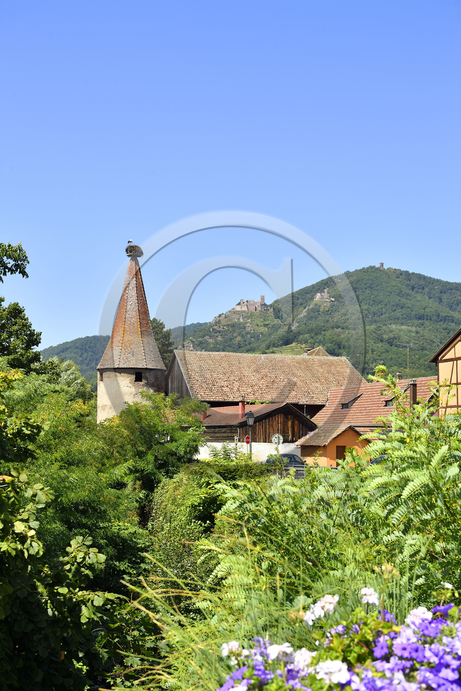 France,  Ribeauville