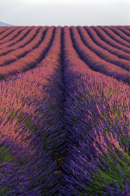 France, Valensole